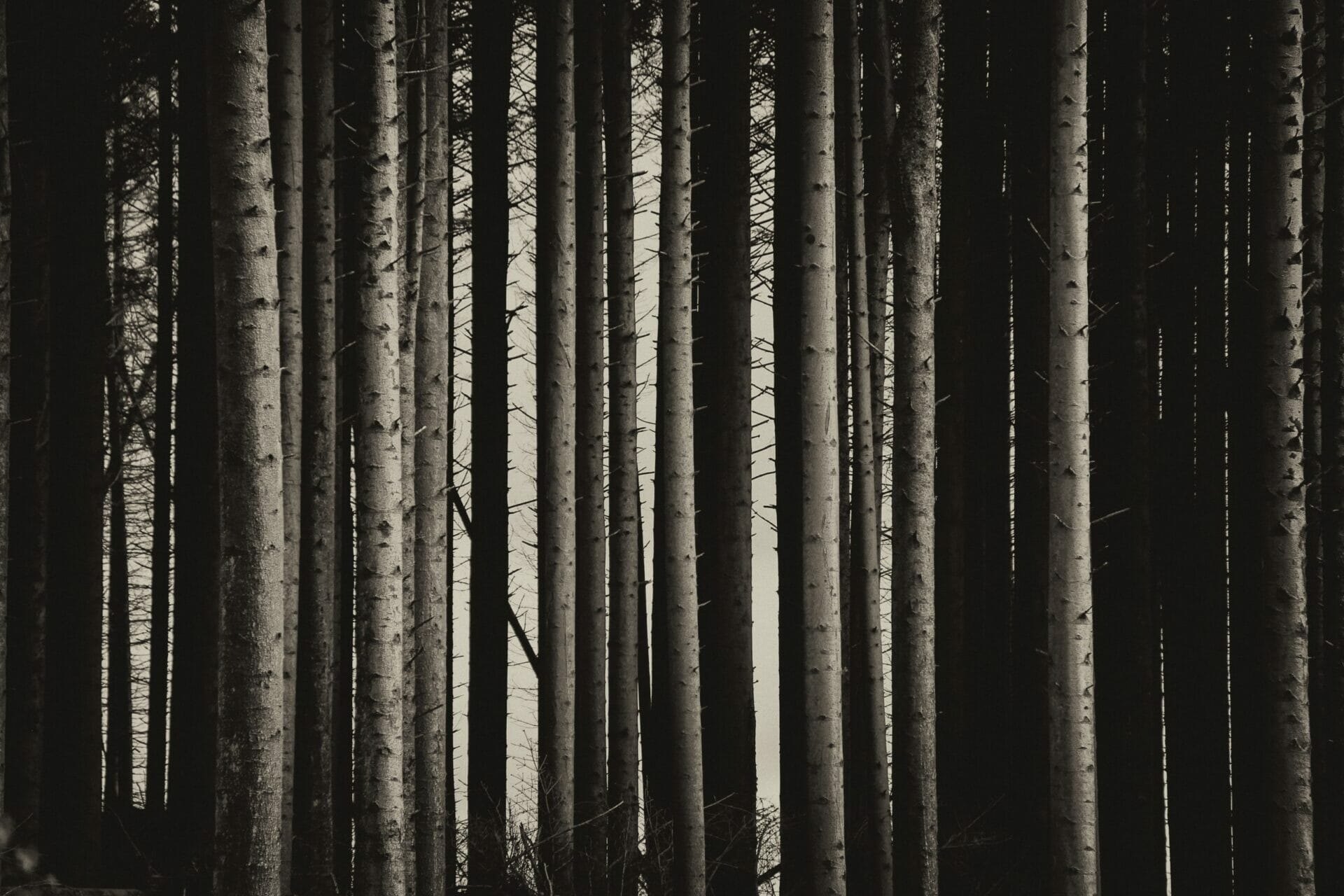 Norwegian Wood di Haruki Murakami | Il fascino della semplicità
