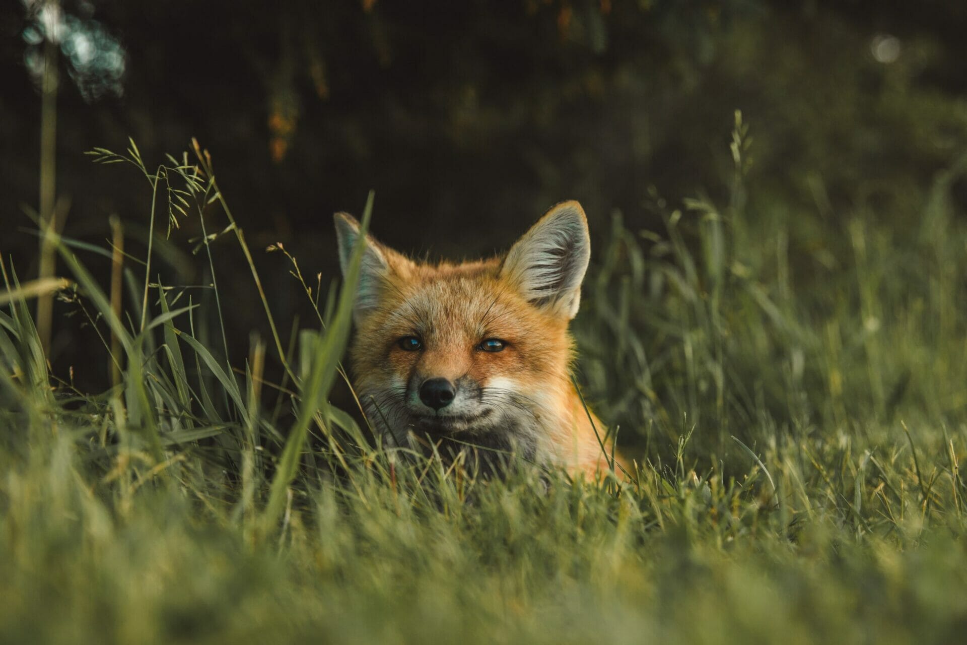 Fantastic Mr. Fox di Wes Anderson | La sfida di accettare la propria natura
