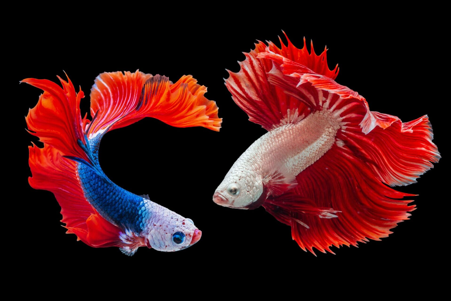 Bestiario sentimentale di Nettel | Animali come specchio dell'uomo